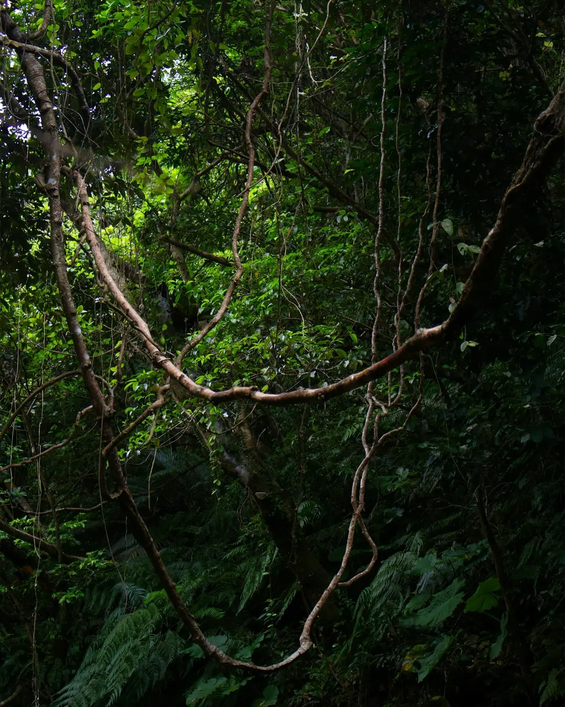 The subtropical forest of Yanbaru